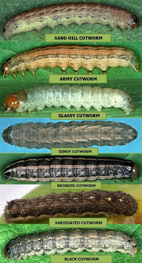 Free Printable Caterpillar Identification Charts [pdf]