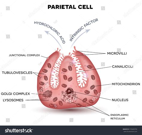 Parietal Cell: Over 70 Royalty-Free Licensable Stock Vectors & Vector ...