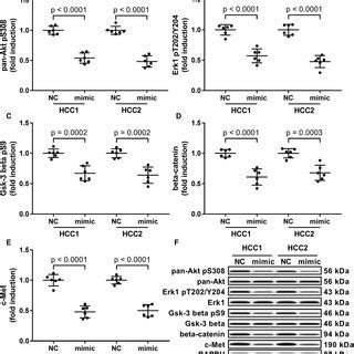 MiR 206 Mimic Transfection Reduced The Activation Of Tumor Promoting