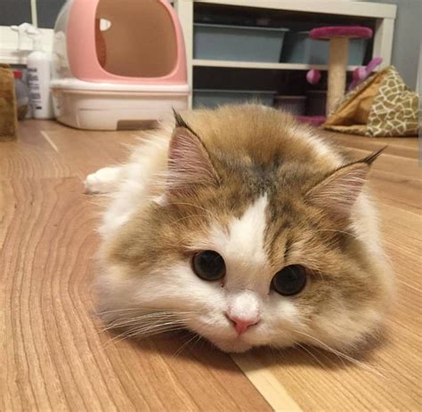 Fluffy Loaf Catloaf