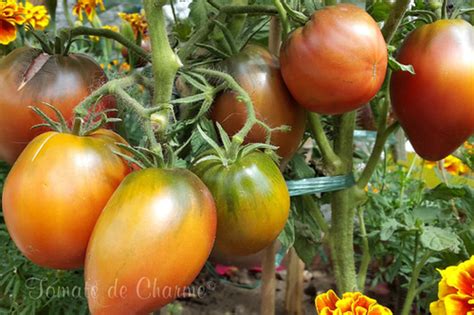 Purple Heart Tomate De Charme