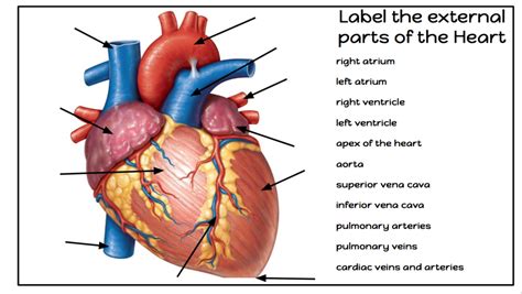 Life Science Finals Study Guide Blood And Heart Diagram Quizlet