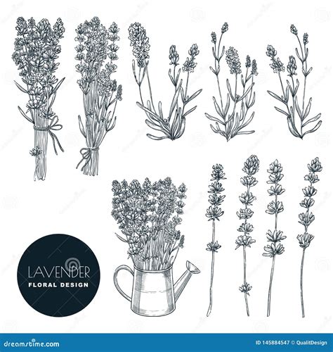 Lavender Flower Set Vector Sketch Illustration Hand Drawn Bouquet