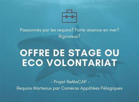 offre de stage ou eco volontariat  shark citizen