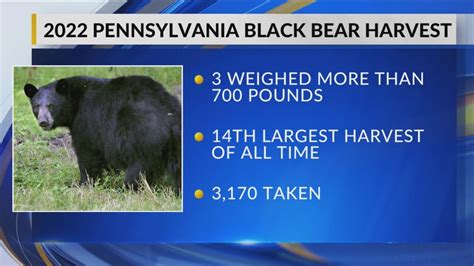 2022 Pennsylvania Bear Harvest More Than 3 000 Taken YouTube