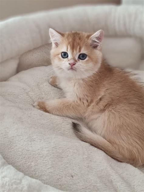 Reinrassige Bkh Chocolate Golden Shell Kitten Ab Ende Juli Bielefeld