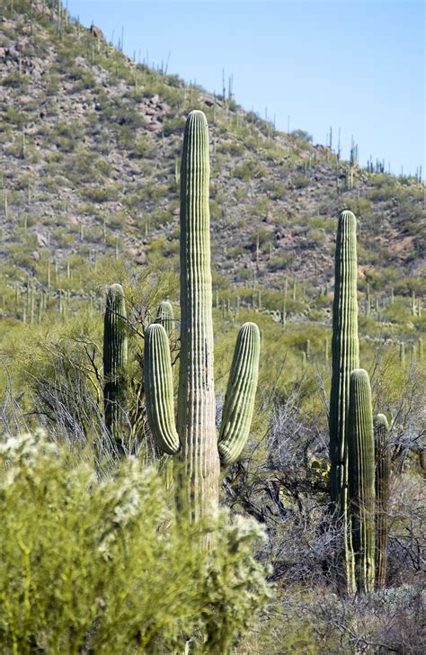 Saguaro Cactus Arizona Foto Gratis En Pixabay Pixabay