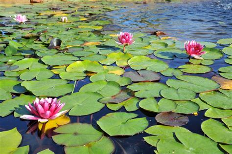 Les 50 Plus Belles Fleurs Du Monde