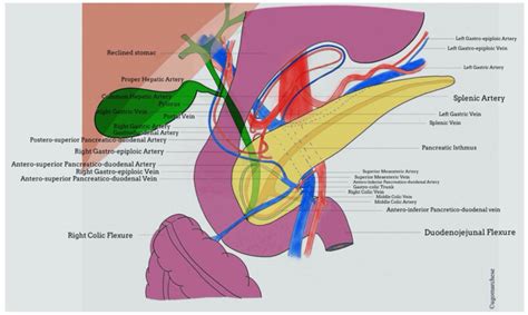 Pancreas Anatomy Vascularization And Relationship Between Common Bile Download Scientific