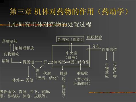 第三章 药动学word文档在线阅读与下载无忧文档