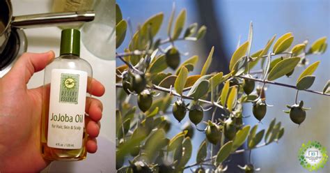 Aceite De Jojoba Propiedades Usos Y Beneficios El Horticultor