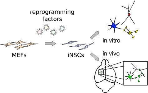 Direct Reprogramming Of Fibroblasts Into Neural Stem Cells By Defined