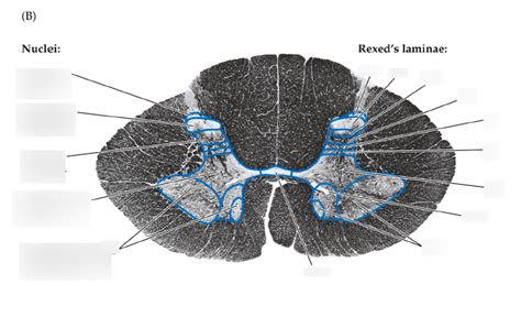 Diagram Of Nuclei And Rexeds Laminae Diagram Quizlet