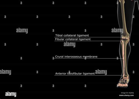 The Ligaments Of The Lower Limb Stock Photo Alamy