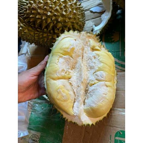 Jual DURIAN MONTONG PALU SULAWESI 500GRAM DURIAN MONTONG PALU