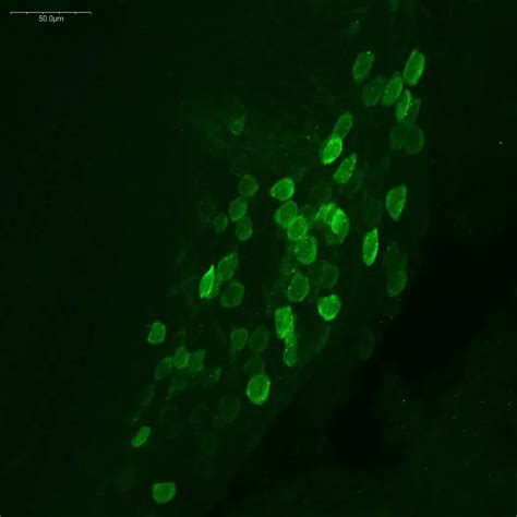 Octopamine Antibody Rabbit Polyclonal I Validated For If In Brain Tissues