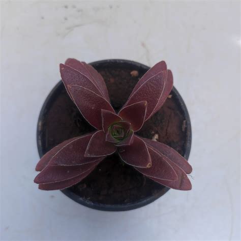 Crassula Corymbulosa Shark S Tooth Nurserybuy