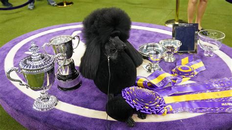 Siba, an Extremely Fancy Poodle, Wins Westminster Dog Show