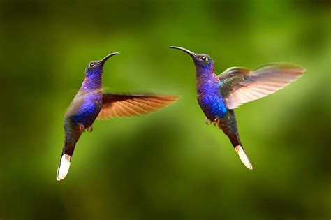 Amazing Purple Bird Species