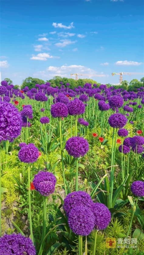 上海花开海上生态园，紫色棒棒糖大花葱到了谢花期，今年最后一次观赏。玩乐吉安吉安麦地网 Powered By Discuz