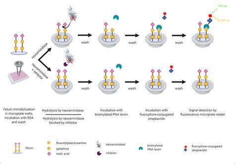 Schematic Workflow Of The Lectin Based Assay For Neuraminidase Activity