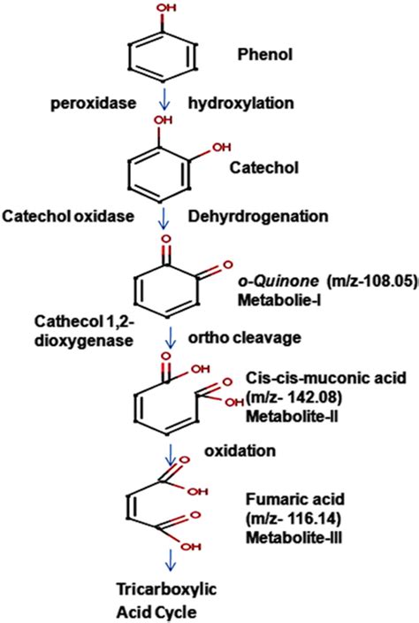 Proposed Pathway For Metabolism Of Phenol By Shrs Download
