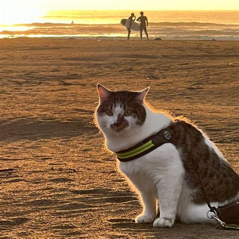 Traveling Cats 30 Purrfect Photos Of Two Cats Accompanying Their