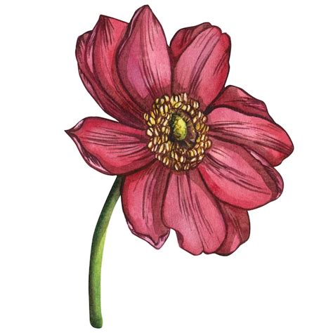 Premium Photo | A watercolor drawing of a red flower with a green stem.