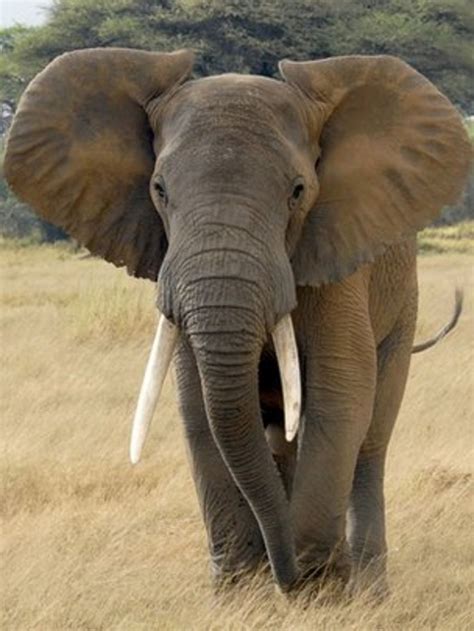 Early life care shapes African elephants' future - BBC News