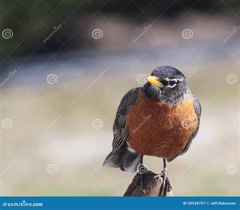 Curious Robin Stock Image Image Of Orange Feathers 30534797
