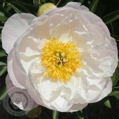 Aps Gold Medal Winners Peony Of The Year Ideas Peonies Gold