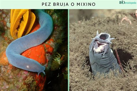 Pez Bruja O Mixino El Misterioso Habitante De Las Profundidades Marinas