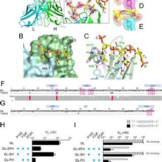 Structural Basis Of The DNA Recognition By 71F12 A C Structure Of