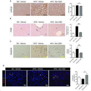 Effect Of Abn Cbd On Pancreatic Beta Cell Viability And Intra Islet