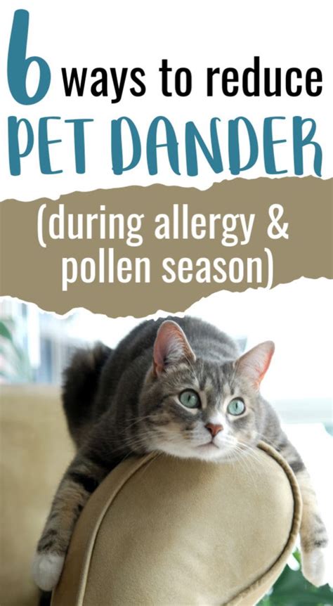 Allergy Relief: How to Reduce Pet Dander in Your Home | Pet dander ...