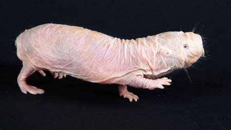 What Naked Mole Rats Can Teach Us About Treating Cancer BBC Future