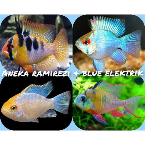 Jual Ikan Hias Blue Elektrik Ramirezi Shopee Indonesia