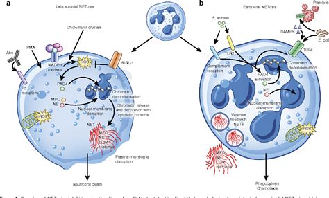 An emerging role for neutrophil extracellular traps in noninfectious ...