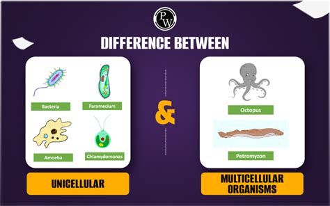 Difference Between Unicellular And Multicellular Organisms