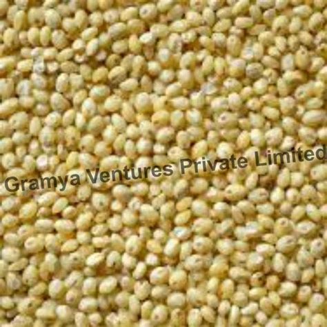 Yellow Organic Proso Millet At Rs 65 Kg Bird Feed In Nagpur ID