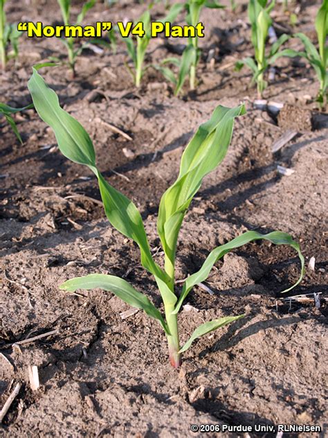 Yellow Tops And Twisted Whorls In Corn Purdue University