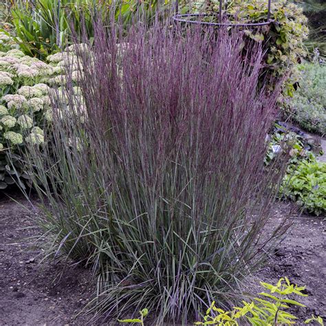 Prairie Winds® Blue Paradise Little Bluestem Schizachyrium Scoparium Proven Winners