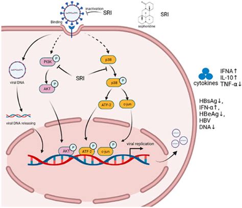 Frontiers Research Progress Of Sophoridines Pharmacological