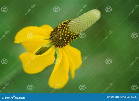 Naked Prairie Coneflower And Mexican Hat Stock Photo Image Of Coneflower Beautiful