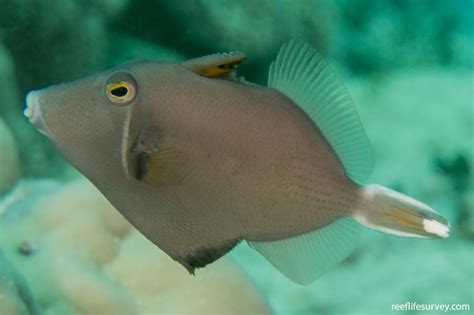 Sufflamen Chrysopterum Half Moon Triggerfish Reef Life Survey