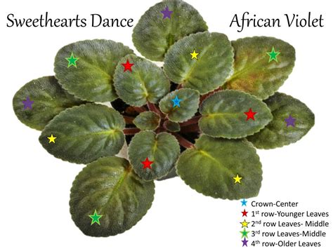 African Violet Leaf Propagation: How to Produce Baby Plantlets? - Baby ...