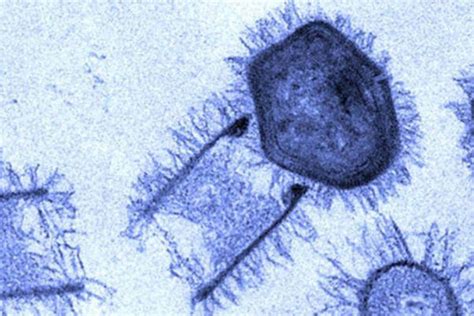 Scientists Have Recently Discovered Two New Giant Viruses In Brazil