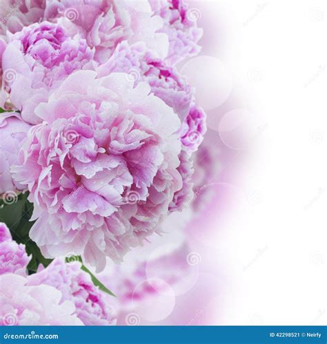 Pink Peonies Border Stock Image Image Of Nature Flora 42298521