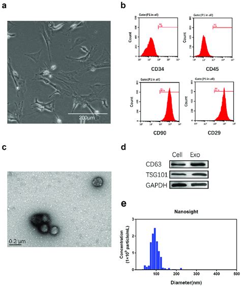 Identification Of Mscs And Msc Derived Exos A Morphology Of Mscs