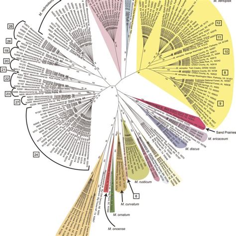 Haplotype network and distribution map of haplotype group 24. A. TCS ...